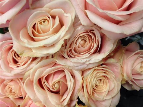 Mono or mixed, they always stand out thanks to the large bud that. Norsk navn: Rose 'Sweet Avalanche' Botanisk navn: Rosa ...