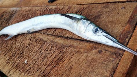 Garfish Cutting Fish Cutting Skill හබරලියා Youtube