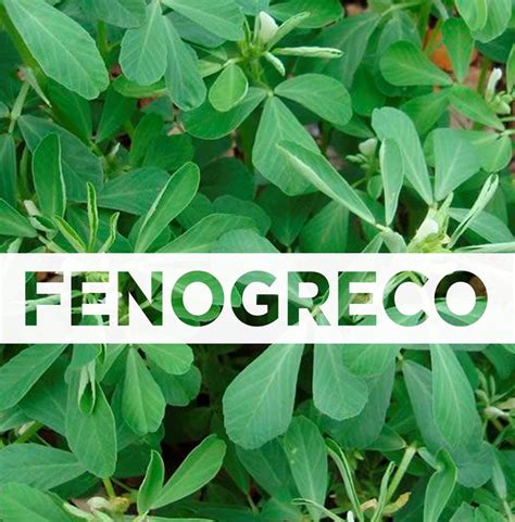 Beneficios Y Usos Medicinales Del Fenogreco