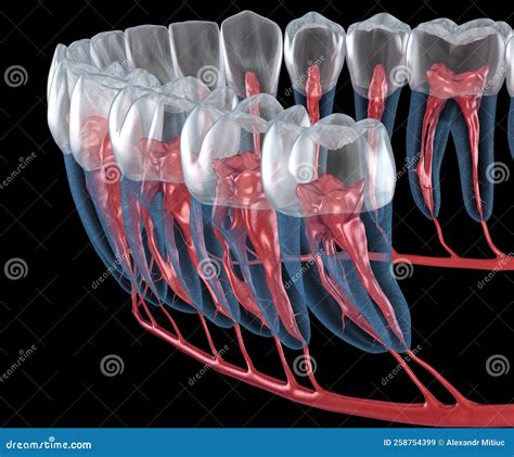 Dental Root Anatomy Xray View Medically Accurate Dental 3d Illustration Stock Illustration