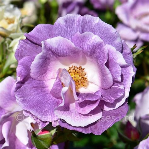 They generally have little scent, although more fragrant varieties are now appearing. Blue For You (Bush Rose) | Peter Beales Roses - the World ...
