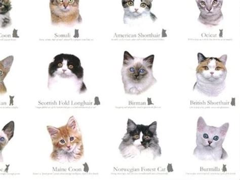 For a long time, it was probably just an accident. What Breed of cat are you? | Playbuzz