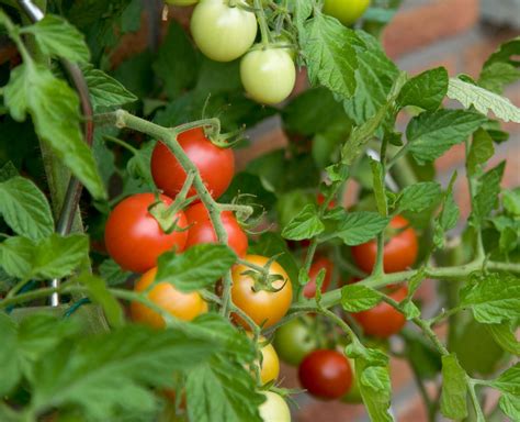 Dwarf Tomatoes To Grow A Thriving Garden With Limited Mobility The Benefits Varieties And Tips