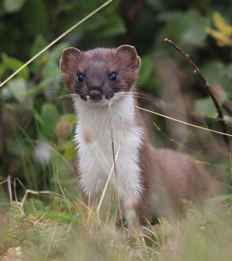 Adrian Davey Wildlife Photography Diary An Inquisitive Stoat