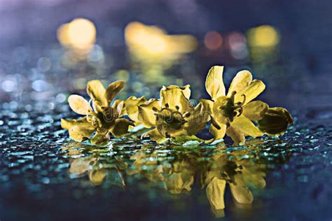 Yellow Flowers Reflected Spray Water Stock Photo Image Of Bright