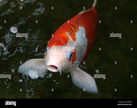 Orange And White Japanese Koi Carp With Blue Eye Lids Coming Up To The