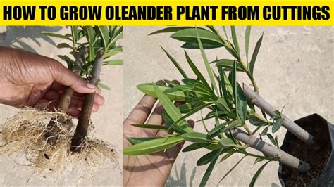 How To Grow Oleander Plant From Cuttings You Can Grow Oleander From