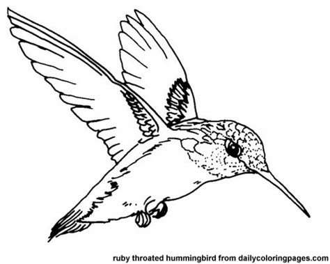The sheets feature not only the hummingbirds, but also beautiful flowers in the background. Get This Printable Hummingbird Coloring Pages 00467