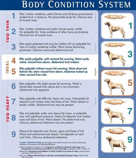 Why Is My Dog Vomiting Brown Liquid Diet Chart Of Dogs