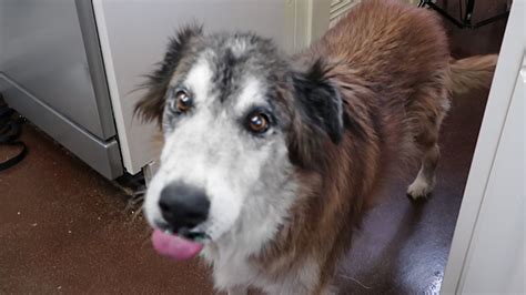 Senior Rescue Dog Tries A Cookie For The First Time Amazing Youtube