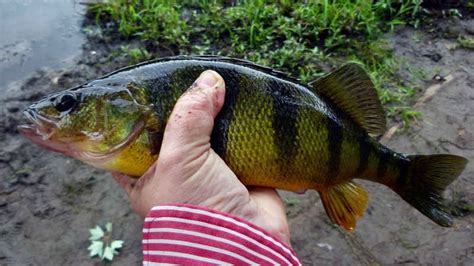 Consigli Per Pescare Il Black Bass In Tutte Le Stagioni Carpshow