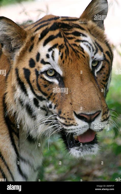 This Tiger Panthera Tigris Was Photographed Inside Of The