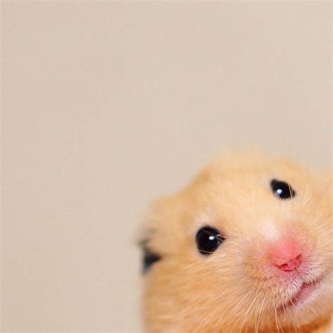 Produk yang kami miliki antara lain; Pin by Ria Catur on cuteee in 2020 | Cute hamsters, Funny ...