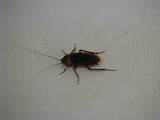 Small Cockroach Images