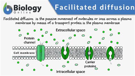 Facilitated Diffusion Definition And Examples Biology Online Dictionary
