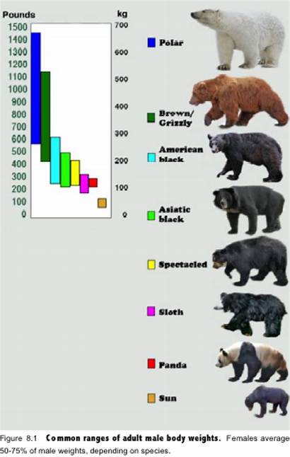 Bear Polar Grizzly Bears Species Comparison Facts