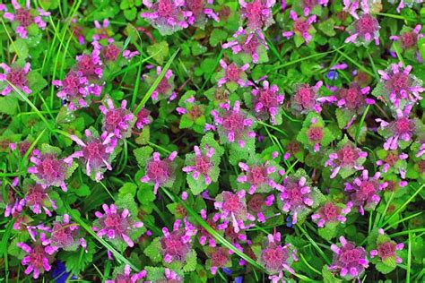 What Are The Weeds With Purple Flowers Called Gardening Dream