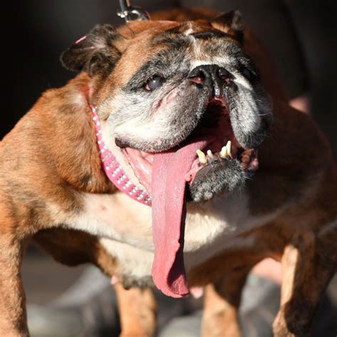 Photos From Worlds Ugliest Dog Contest Winners 2007 To Present
