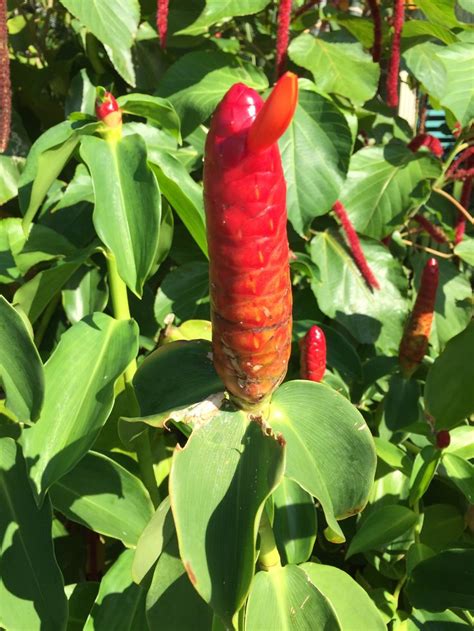 You want to come to the southernmost island of the florida keys? 591 best images about Key West & Tropical Gardens on ...