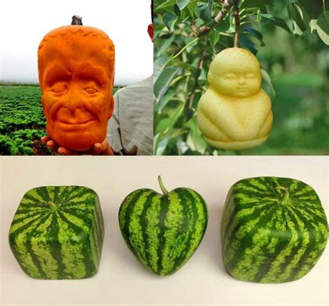These Fruit Molds Let You Grow Fun Shaped Watermelons And Pumpkins Fruit Vegetable Garden