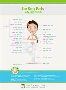 Body Parts In Chinese Infographic Your Key To A Perfect 