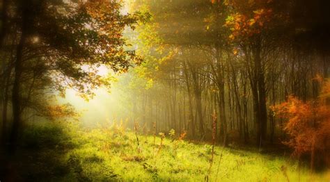 Free Images Tree Nature Forest Branch Light Mist Meadow