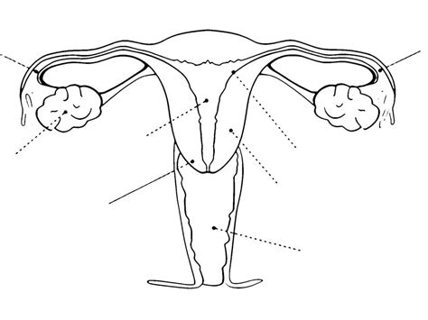 Dibujo Para Colorear Sistema Reproductivo Femenino Dibujos Para The Best Porn Website