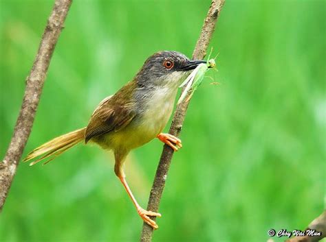 Mengenal lima jenis burung ciblek: Download suara aslinya untuk memancing bunyi – OM KICAU