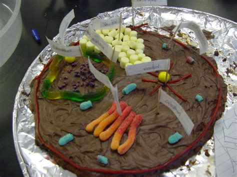 The largest animal cell is the present. NYLearns.org - Edible Cell