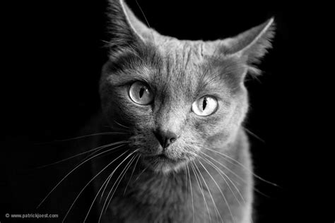 Cat Portrait Patrick Jöst Photography