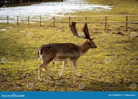 European Fallow Deer In The Field Partially Covered In Snow In Winter