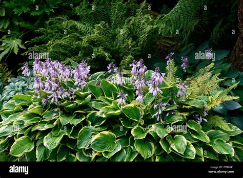 Green Leaf Plant With Purple Flowers 10 Plants For Shade Gardens