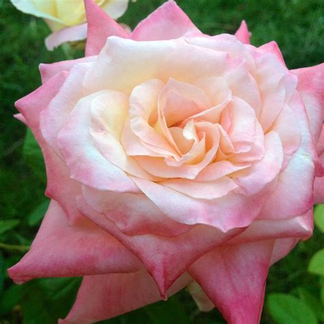 Elegant Lady Hybrid Tea Rose Hybrid Tea Roses Tea Roses Beautiful