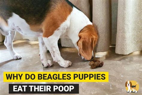 Why Do Beagle Puppies Eat Their Poop And How To Stop Them Beagle Care