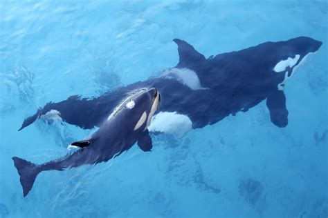 Federal Biologists Track Endangered Orcas With Drones New Baby Orca