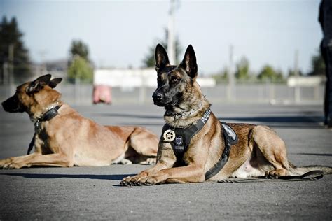 Importance Of K 9 Units In Security Corinthians Group Of Companies