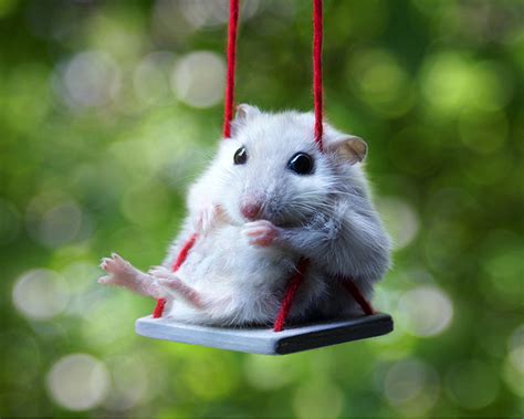 Maybe you would like to learn more about one of these? Cute Hamster Desktop Wallpaper 20002 - Baltana