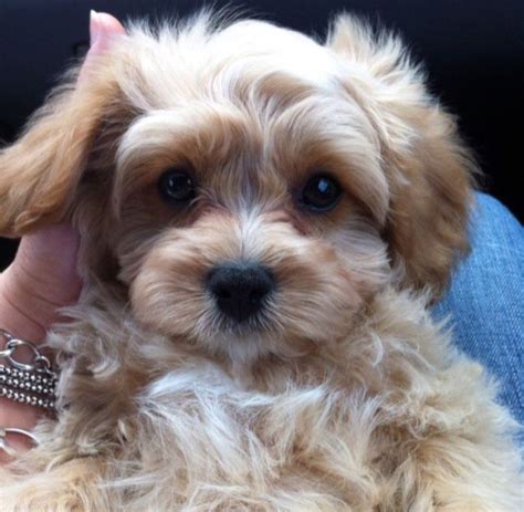 We have just 1 of our f1b red cavapoo girls available now, puppy has been raised in a family environment and is used to all household noises, puppy leaves us health checked. Beautiful F1 Cavapoo Babies | Nottingham, Nottinghamshire ...