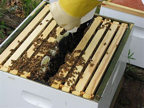 Whiteley Creek Homestead Feeding The Bees