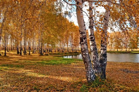 Park Birch Fall Trees Pond Wallpapers Hd Desktop And Mobile