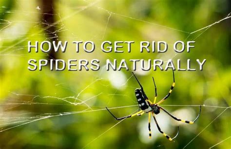 15 Safe Home Remedies To Get Rid Of Spiders From Your Home Natural