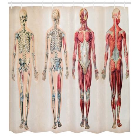 Tuhansia uusia ja laadukkaita kuvia joka päivä. Female Muscle Chart Back / Female Muscle Anatomy Chart Anatomy System Human Body Anatomy Diagram ...