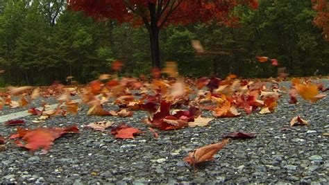 Strong Wind Blows Autumn Leaves Stock Footage Video 6063401 Shutterstock