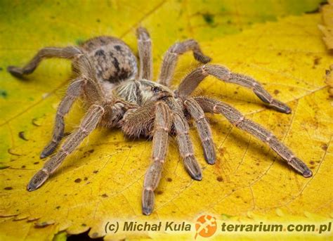 Tarantula leg span 7cm +. Pterinochilus lugardi - Pterinochilus - Gatunki - Gatunki - Forum terrarystyczne