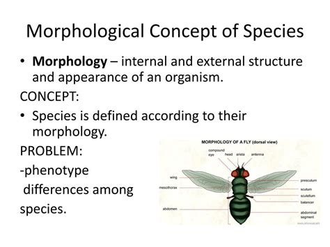 Ppt Formation Of Species Powerpoint Presentation Free Download Id