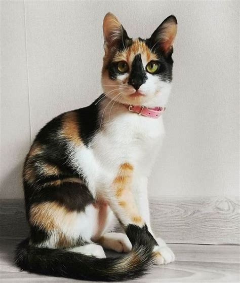 Calico Cat Breed Name Terisa Lind