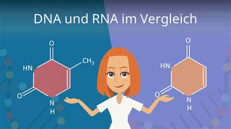 How do mrna vaccines work? DNA und RNA im Vergleich • Unterschiede, Gemeinsamkeiten ...