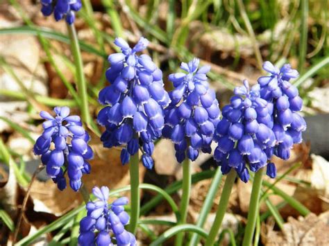 How To Grow Grape Hyacinth Muscari Gardening Channel