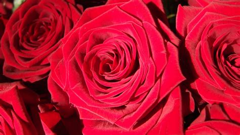 Download Wallpaper 1920x1080 Rose Bud Red Petals Close Up Full Hd