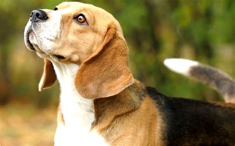21 Dogs With Long Ears Photos Statistics And More Pethelpful